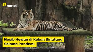 Sejumlah kawasan wisata di dki jakarta ditutup sementara untuk umum hingga 18 mei 2021. Narasi Tv Nasib Hewan Di Kebun Binatang Selama Pandemi