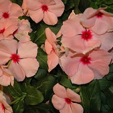 Image result for Catharanthus