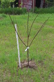 Maybe you would like to learn more about one of these? Where To Order Fruit Trees In Canada Rural Dreams