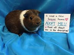 Only being sold as downsizing house. Male Guinea Pigs For Sale Off 58 Www Usushimd Com