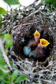 Birds With Their Nest Mockingbabybirds C Bbp 1730 Passaros Bonitos Ninhos De Aves Ninho De Passaro