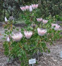 Protea Cynaroides Plantzafrica