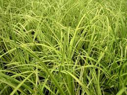 Image result for Culcasia orientalis