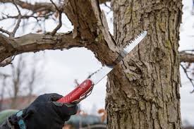Pruning should be completed when the tree is dormant. Pruning Trees The Morton Arboretum