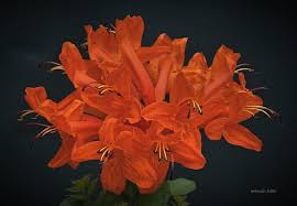 Image result for Tecomaria nyassae