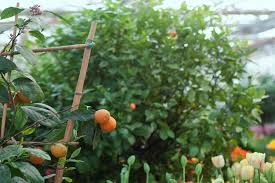 * dedicated iqos holder and iqos pocket charger are required. Greenhouse Growing Guide Citrus