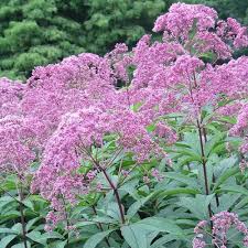 Image result for Pycreus mortonii