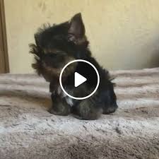 Check spelling or type a new query. Cute Little Adorable Puppy Video Gifs Morkie Puppies Cute Little Puppies Yorkie Puppy Yorkies