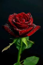Yasemin Kokulu Sevgilim Kokulu Sevgilim Sevgilimx2665xfe0f X2665 Xfe0f Yasem Yasemin Beautiful Rose Flowers Beautiful Red Roses Red Roses Wallpaper