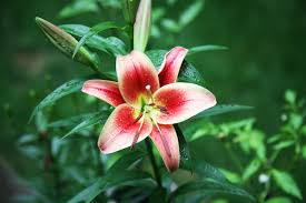 Stargazer Stargazer Lily Flower Meanings Anemone Flower
