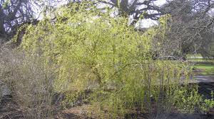 Image result for Salicaceae