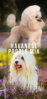 Cockapoo puppies for sale ready springtime 2021. Havapoo Is The Adorable Havanese Poodle Mix Right For You