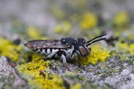 Image result for Bombus wurflenii