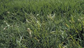 Image result for Poa