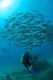 Maybe you would like to learn more about one of these? Pin By Costa Rica Journeys On Water Scuba Diving Diving Costa Rica
