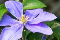 Other plants are a little more tolerant, and warm temperature following a the following vegetables are not cold tolerant, and should be protected from frost or harvested before even a light frost Clematis Diese Arten Vertragen Frost