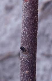 Image result for Grewia rugosifolia