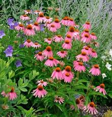 Kim S Knee High Purple Coneflower Finegardening Echinacea Purpurea Flowers Perennials Echinacea