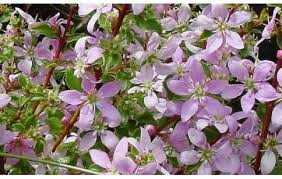 Image result for Struthiola montana