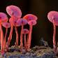 Science on Screen: Fungi: Web of Life
