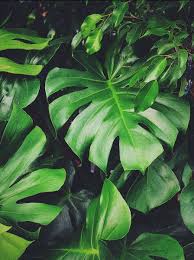 Discover more posts about plant+aesthetic. A Time To Prune A Time To Grow 10 Lessons I Ve Learned From House Plants Ohheyimkay Com