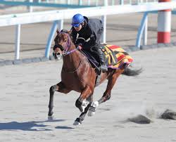 ダノンキングリー (danon kingly) は、日本の競走馬。主な勝ち鞍は2019年の毎日王冠（gii）、共同通信杯（giii）、2020年の中山記念（gii）。 馬名の意味は冠名＋王にふさわしい、王位に君臨することを願って。 æ³¨ç›®é¦¬å‹•å' å¹³åœ°èª¿æ•™å†å¯©æŸ»åˆæ ¼ã®ãƒ©ãƒ³ãƒ‰ã‚ªãƒ–ãƒªãƒãƒ†ã‚£ æ¬¡èµ°ã¯ãã•ã‚‰ãŽè³žã‚'äºˆå®š ã‚¹ãƒãƒ¼ãƒ„å ±çŸ¥