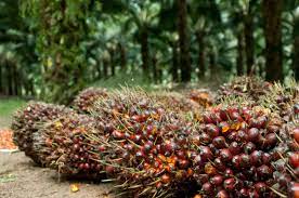 Kebun Sawit Memiliki Sistem Konservasi Tanah Dan Air Berkelanjutan Gabungan Pengusaha Kelapa Sawit Indonesia Gapki