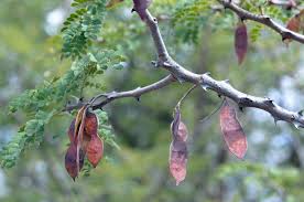 Image result for Acacia burkei