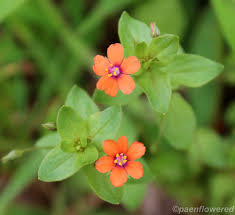 Image result for Lysimachia arvensis