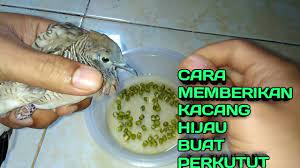 We did not find results for: Cara Memberikan Kacang Hijau Ke Perkutut Youtube