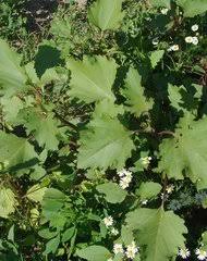 Image result for Ageratinastrum palustre
