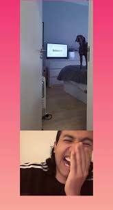 Sweet Moments with Adorable Pets: Moha Official Compilation