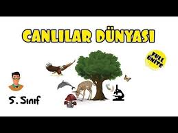 5 Sinif Canlilarin Siniflandirilmasi Ve Hayvanlar Youtube