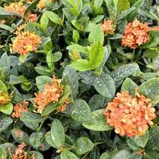 Image result for Ixora nana