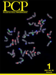 The root epidermis forms the interface between a plant and its environment and serves many important functions such as defense against invasion by pathogens and regulation of the exchange of materials between root cells and the. Rice Plastidial Phosphorylase Participates Directly In Both Sink And Source Processes Plant And Cell Physiology Oxford Academic