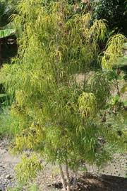 Image result for Polyscias fulva