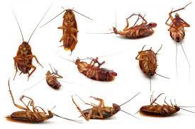 Yes, in my opinion it does, however the main point is you have to maintain routines to try to prevent them from coming back. How To Get Rid Of Roaches Naturally Home Remedies 2019 Update Flyingtrav
