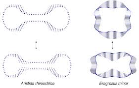Image result for Aristida rhiniochloa