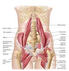 The inguinal ligament is an important connective tissue structure in the inguinal, or groin, region of the human body. Anatomy Of Iliopsoa Also Known Digital Art By Stocktrek Images