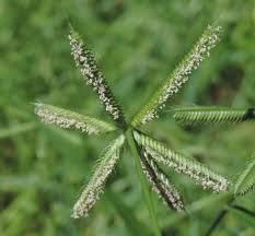 Image result for Dactyloctenium aegyptium