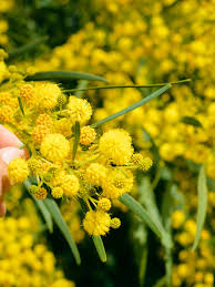 Image result for Acacia hockii