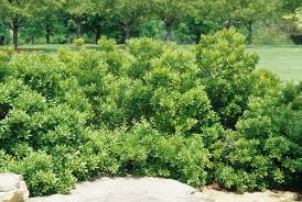 Image result for Myrica kandtiana