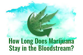 The half life of a drug is the amount of time it takes for 50% of that compound to be eliminated from the body. How Long Does Weed Stay In Your System Urine Saliva Hair Blood