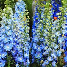 Image result for Delphinium