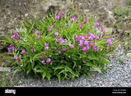 Image result for Fabaceae subfamily Papilionoideae