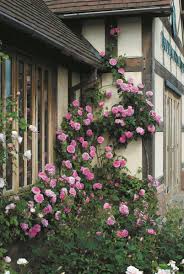 Gertrude Jekyll Kletterrosen David Austin Rosen Englische Rosen