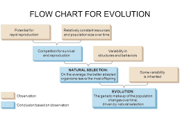 What Is Evolution The Process Of Change In The Traits Of