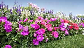 Flowers and shrubs that deer will not eat. Deer Proof Garden Deer Resistant Plants And Deterrents