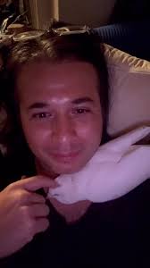 Weird question: I grew up with birds, but I’ve never had a pigeon before,  and this is the most codependent bird I’ve seen. They’re a rescue, and  whenever they get free flight time, they always want to ...