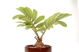 Image result for Zamia furfuracea